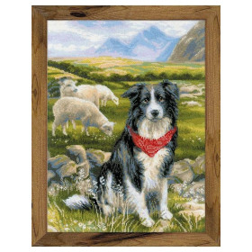 Kit de broderie Border collie