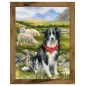 Kit de broderie Border collie