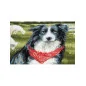 Kit de broderie Border collie