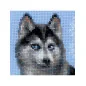 Kit de broderie Husky
