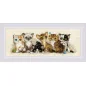 Kit de broderie Chatons
