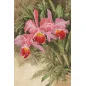 Kit de broderie Orchidée tropicale
