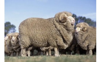 Merino wool, alpaca, mohair and other fibres: which yarn should you choose?